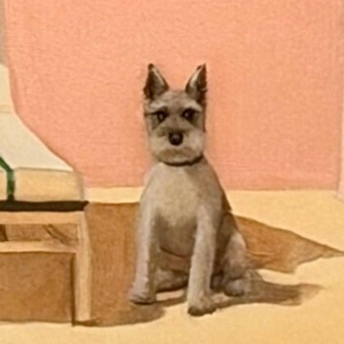 Close-up of the painted Joey, a small gray schnauzer sitting against a pink wall