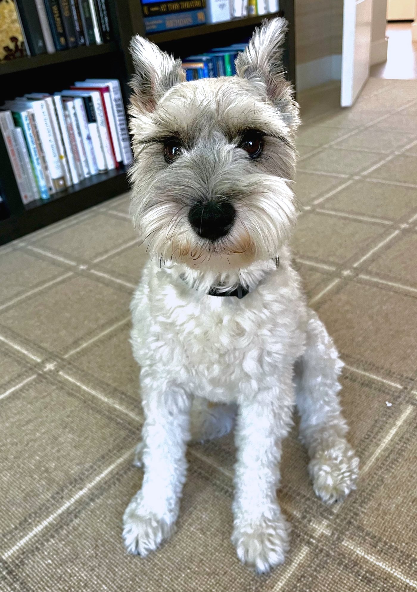Joey, a silver and white miniature schnauzer, sitting upright on a plaid rug in front of a bookcase, looking straight at the camera