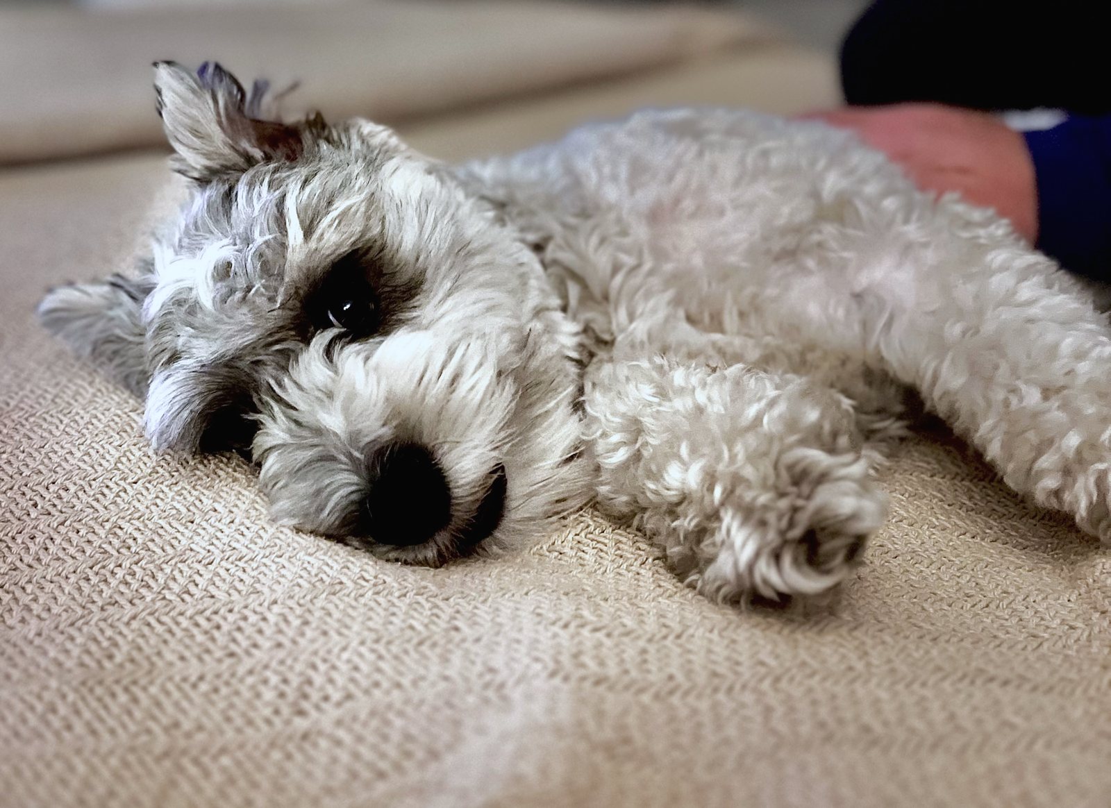 Joey lying on a woven blanket, getting a belly rub