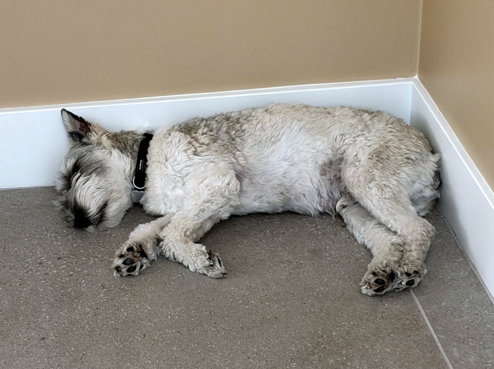 Joey asleep on his side, tucked into the corner of a room