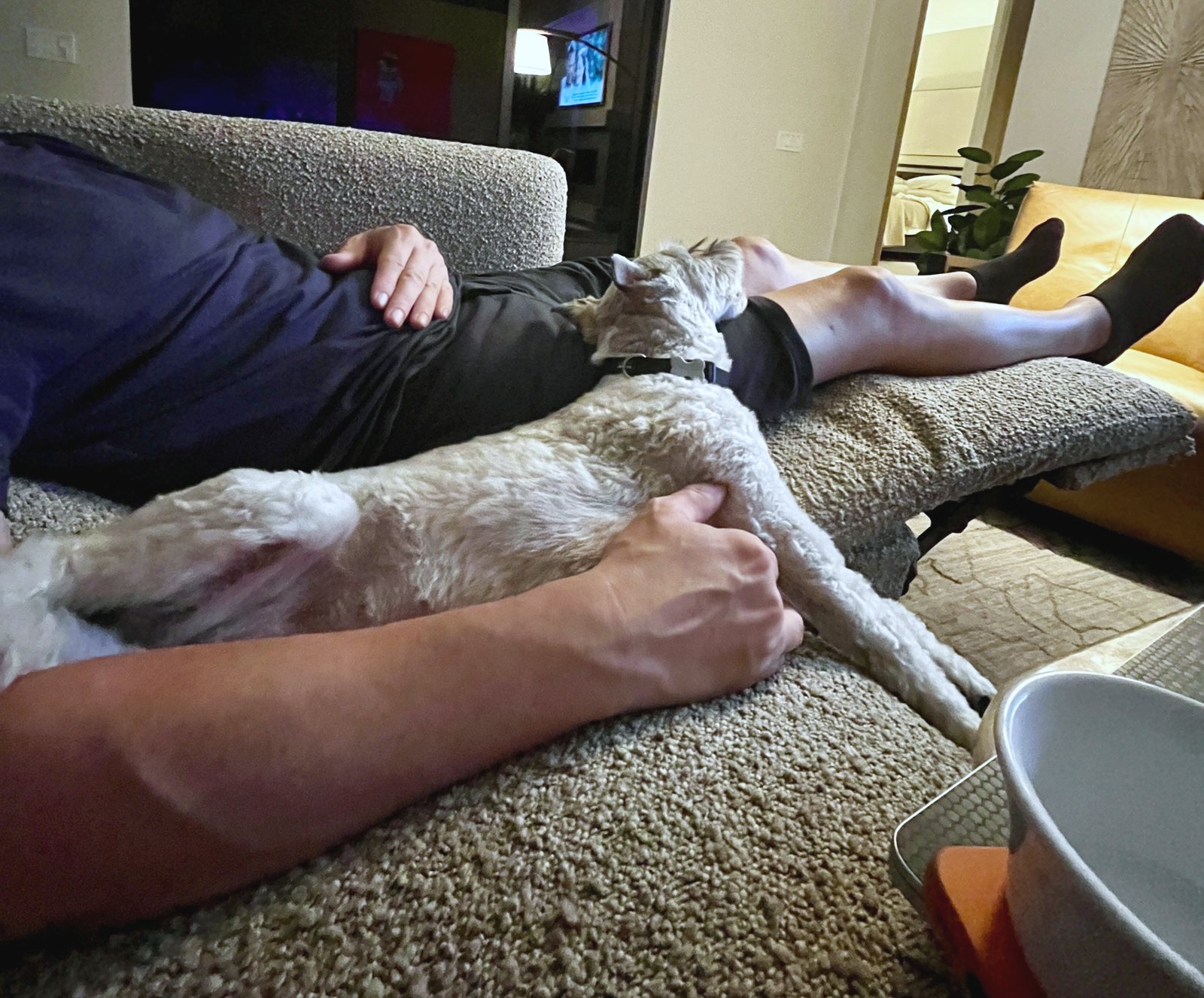 Joey stretched out full length on the sofa beside a leg, getting a back scratch