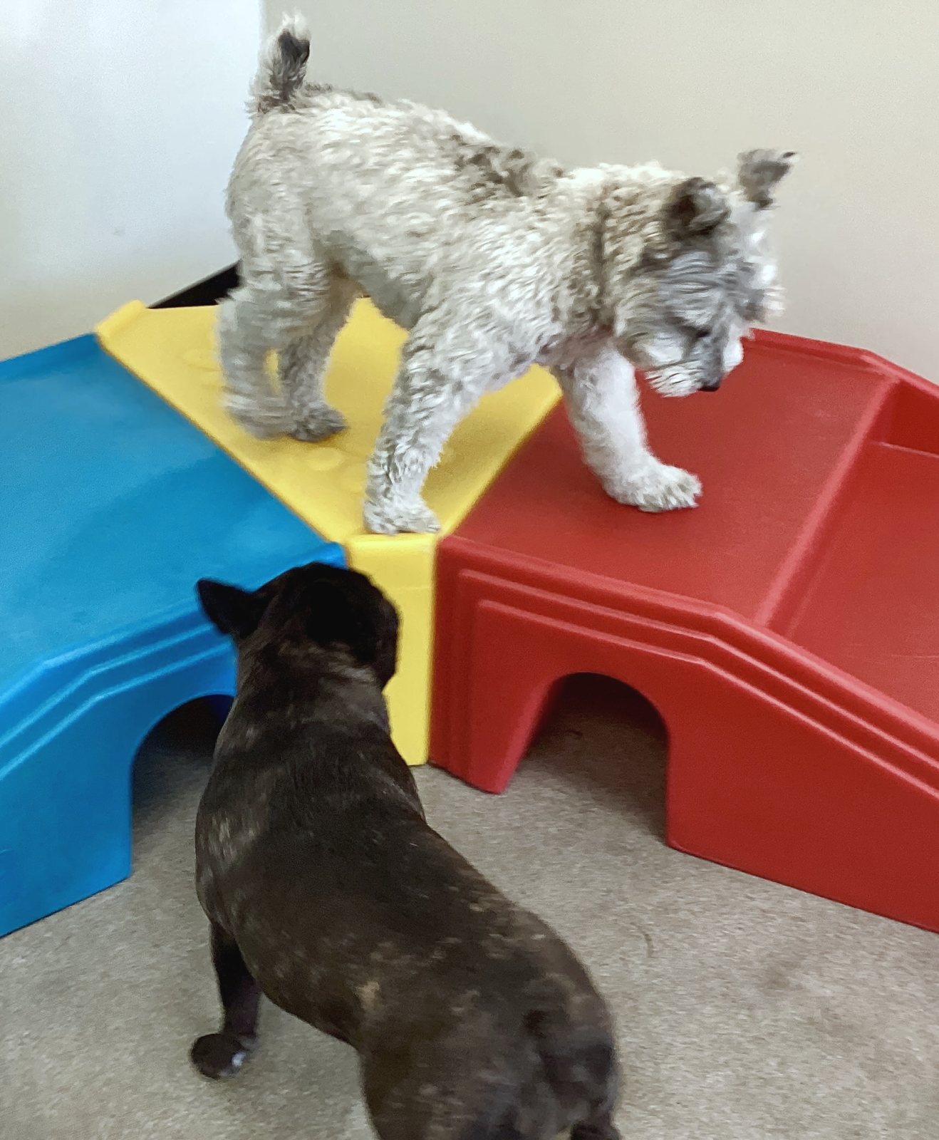 Joey walking across a red, yellow and blue play structure while a brindle French bulldog watches from below