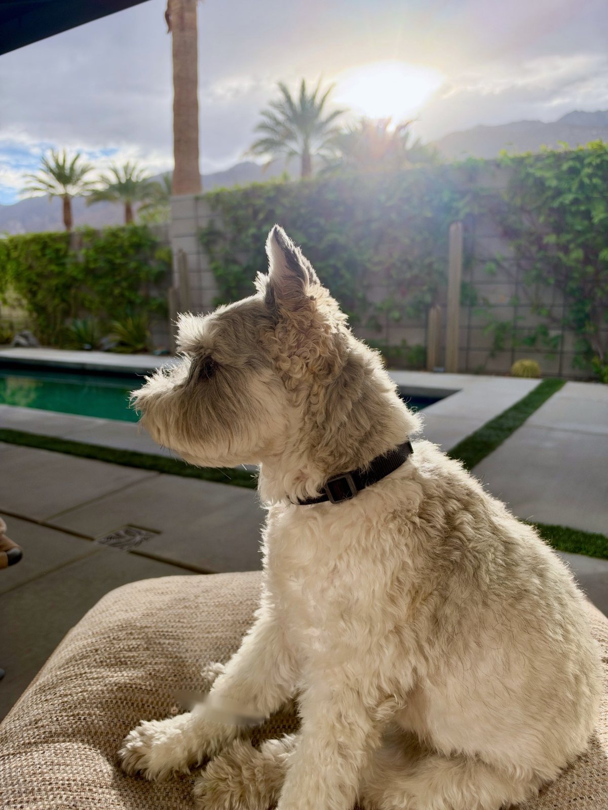 Joey sitting on an outdoor cushion at golden hour, watching the yard, with the pool, palms and mountains behind him