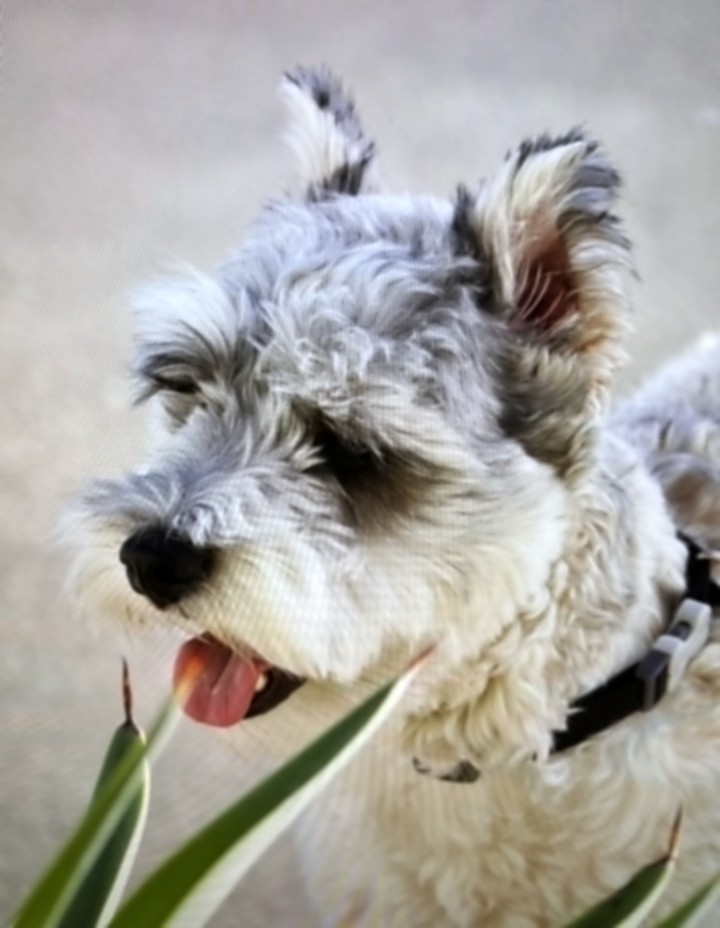 Close-up portrait of Joey, tongue out, ears up, with agave leaves in the foreground