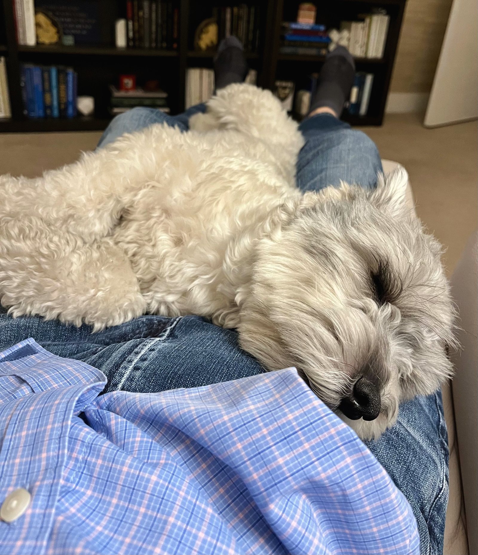 Joey asleep across a lap in jeans, stretched out in the den