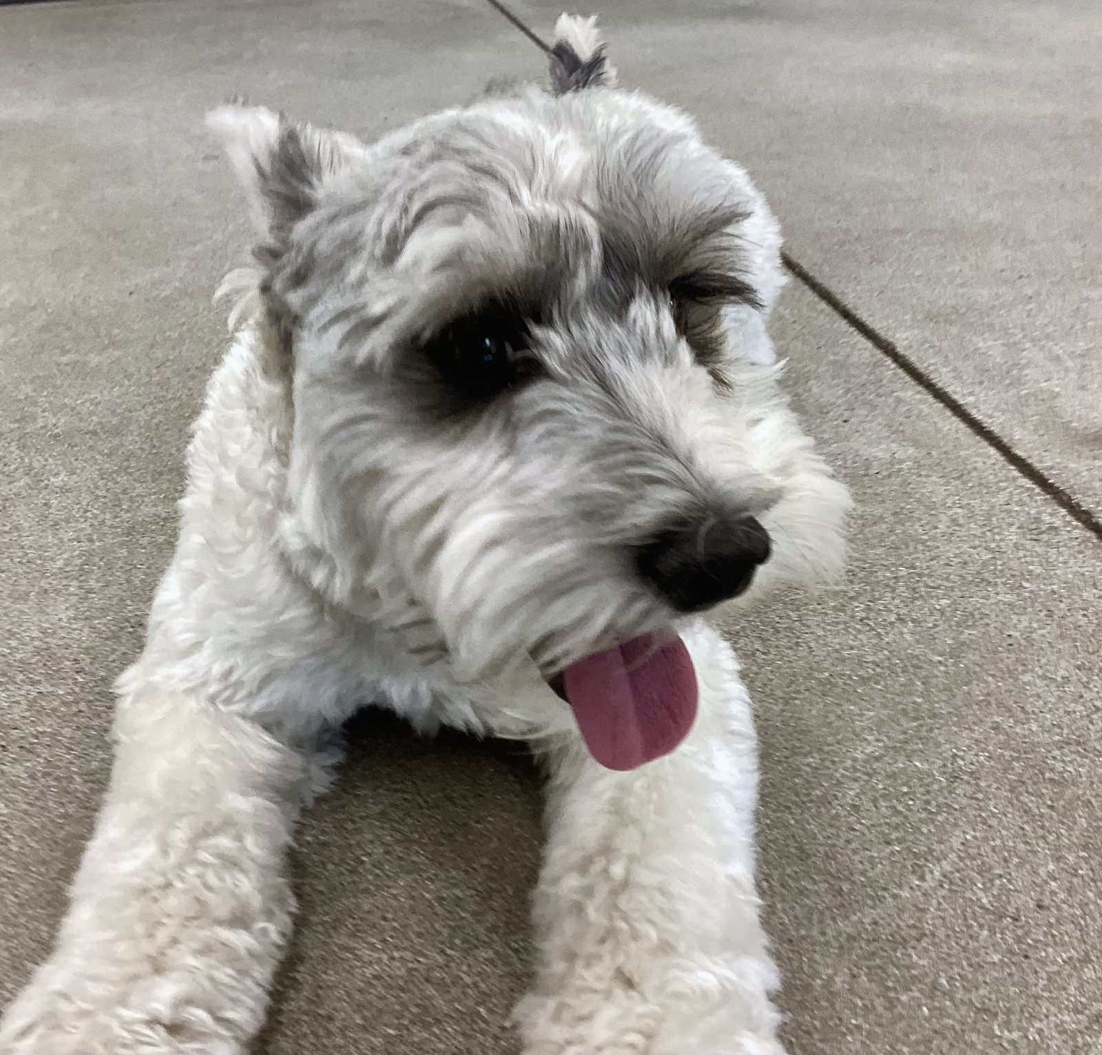 Joey lying on a concrete patio with his tongue out