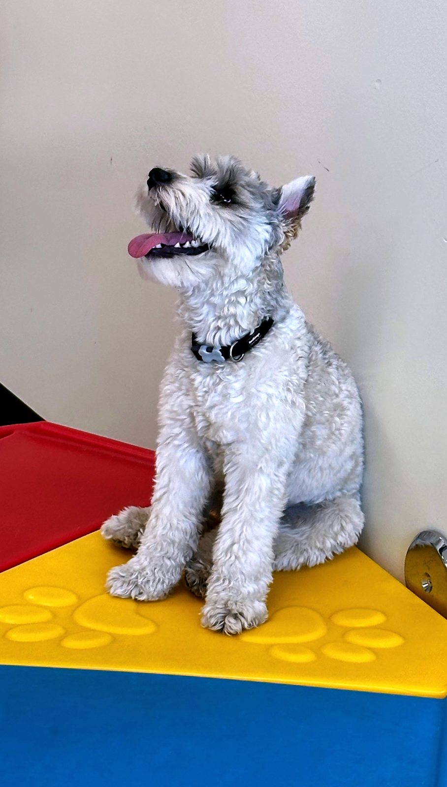 Joey sitting on a yellow play platform, tongue out, looking up