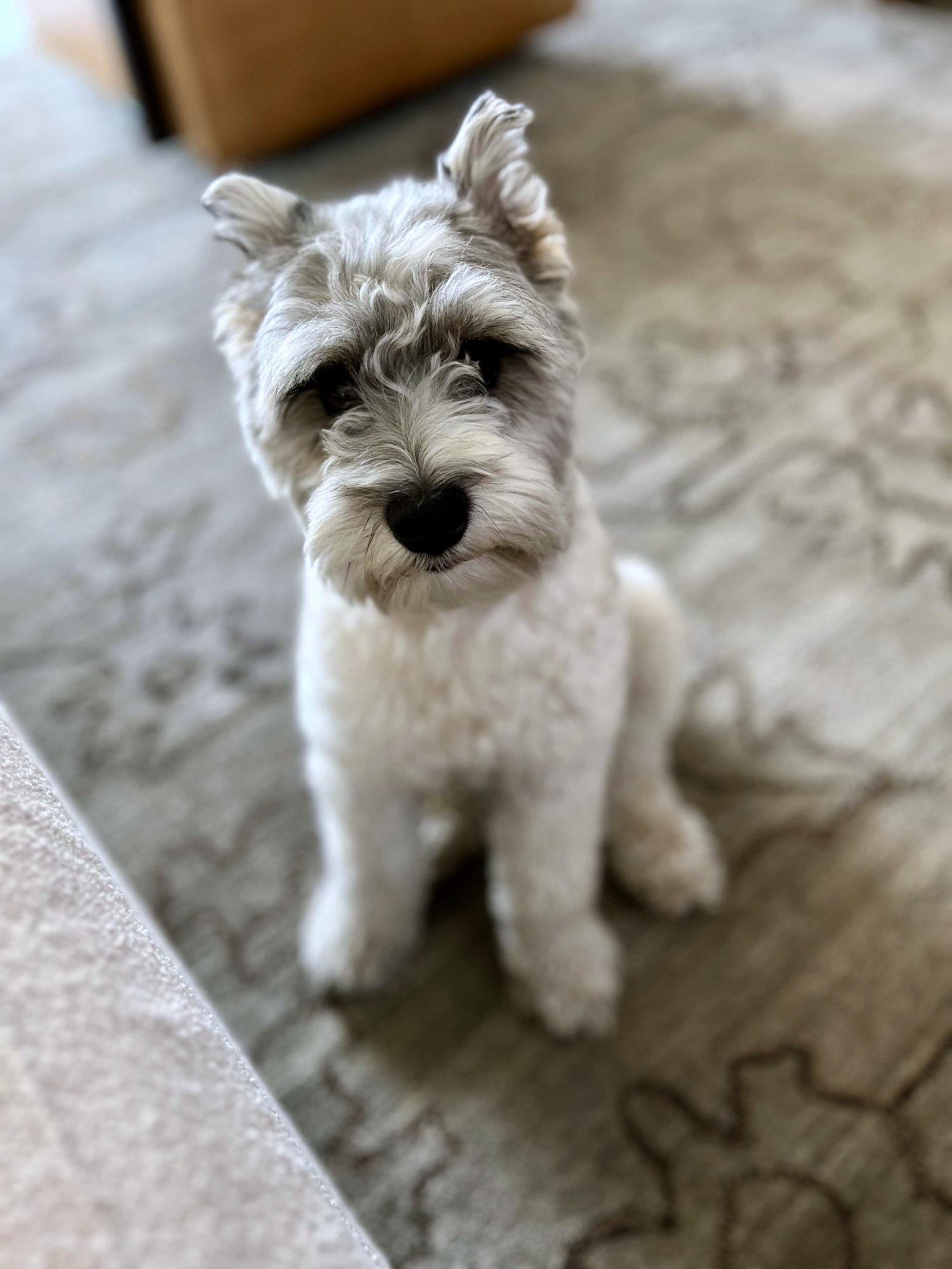 Joey sitting on a patterned rug, head tilted, looking up at the camera