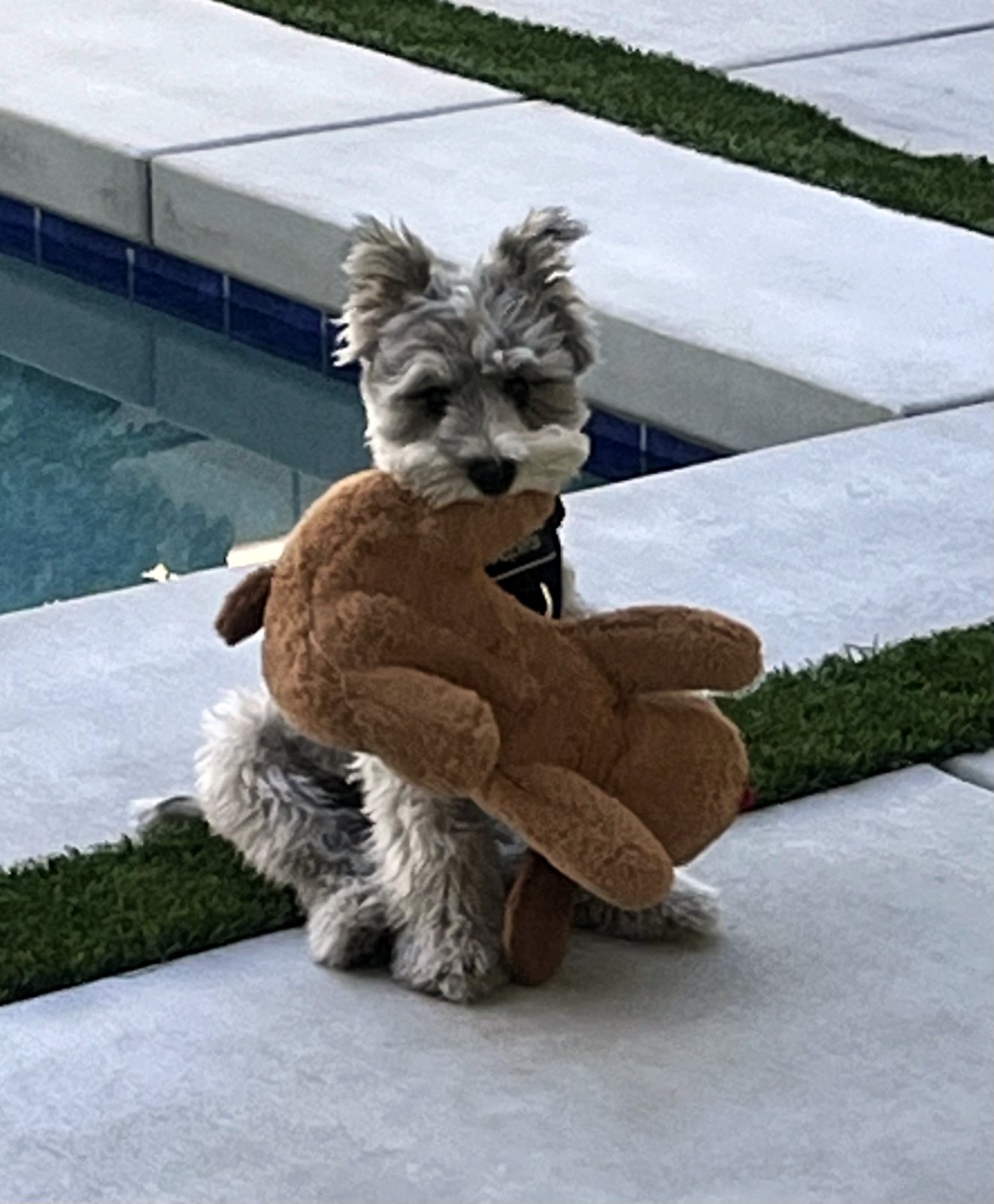 Puppy Joey by the pool, carrying a stuffed bear almost as big as he is