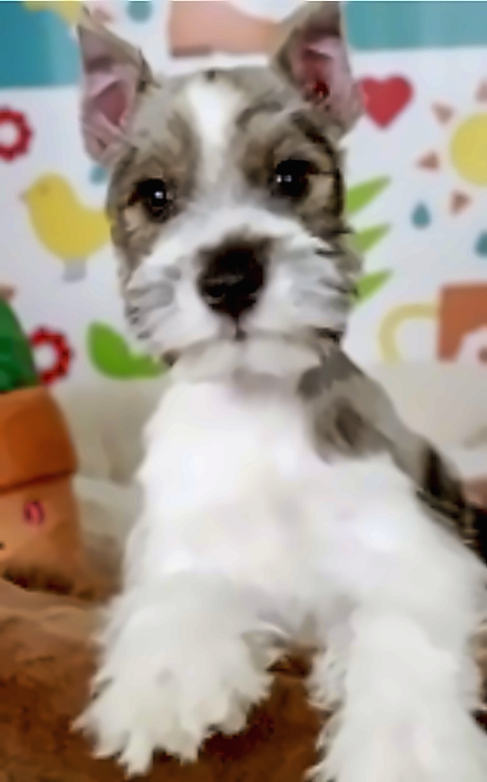 The breeder’s listing photo of Joey, the first picture we ever saw of him