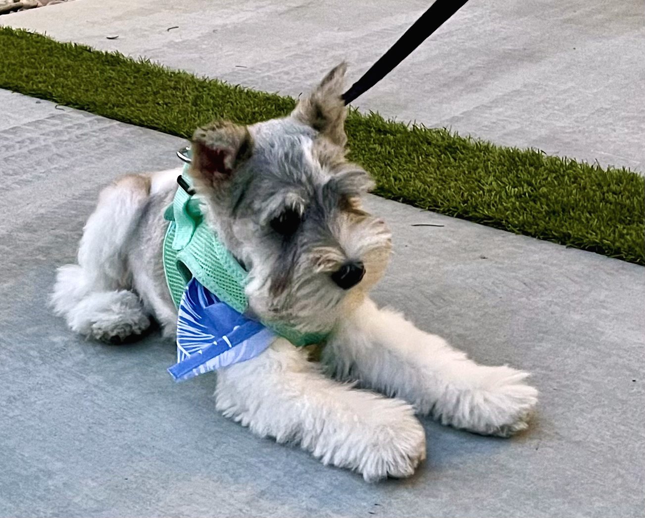 Puppy Joey lying on the patio in a mint harness and blue bandana