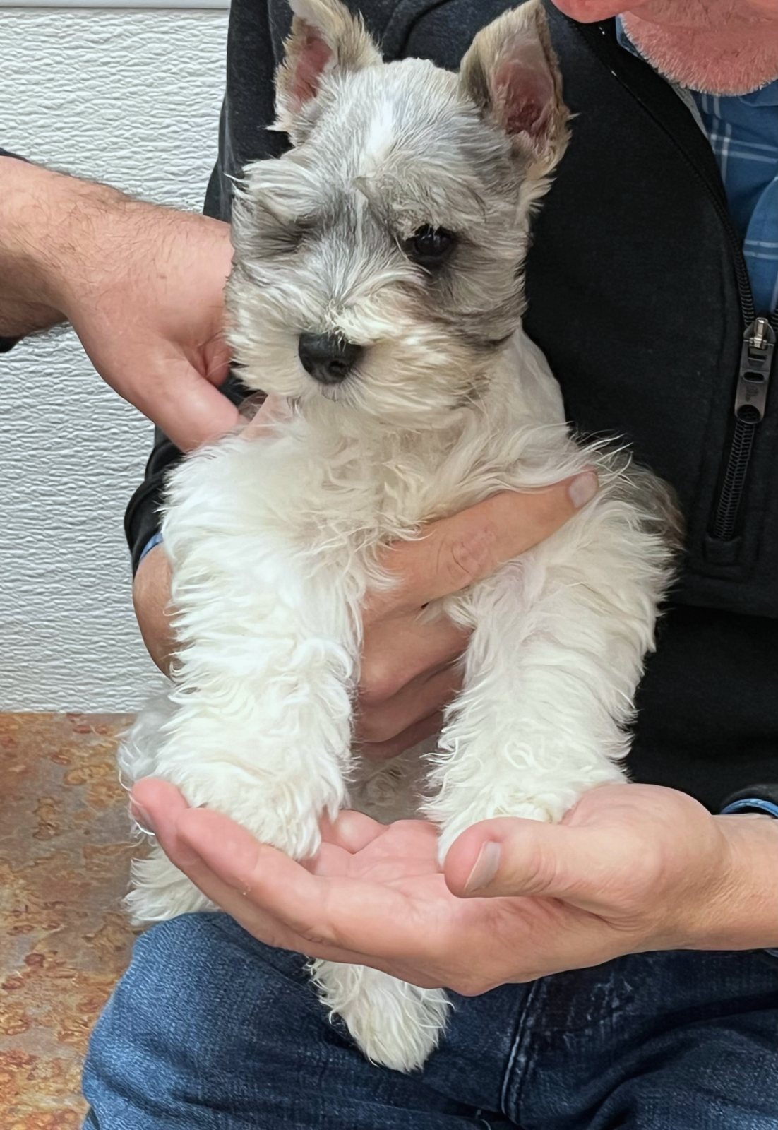 Puppy Joey held in two hands, looking off to the side