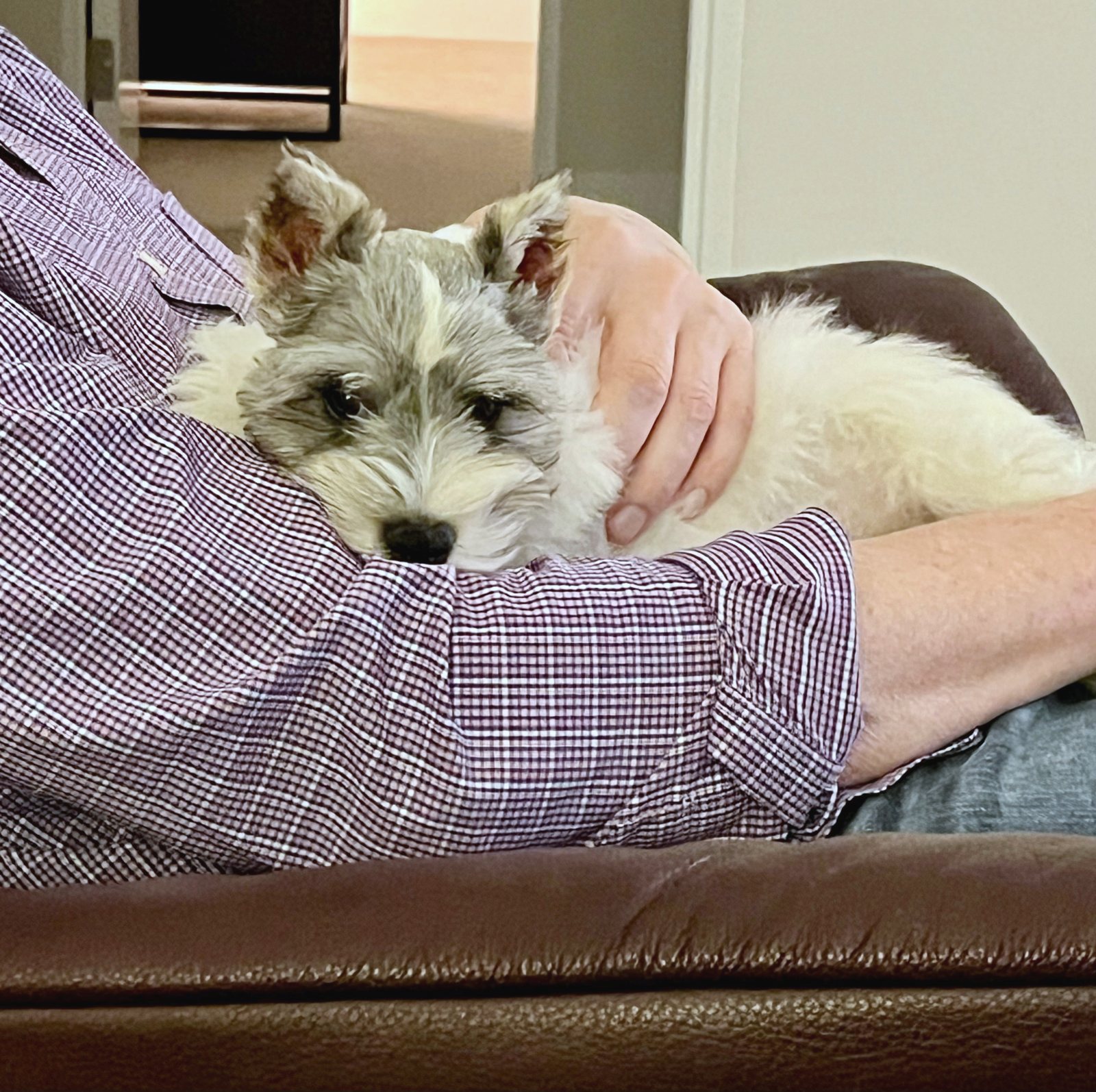 Puppy Joey curled up in an arm on the sofa, chin resting on a sleeve